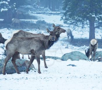 Royalty Free Photo of Deer in Snow