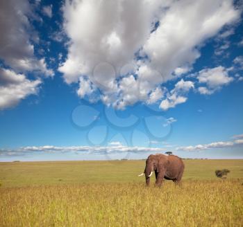Royalty Free Photo of an Elephant 