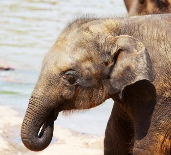 Royalty Free Photo of a Baby Elephant in Sri Lanka