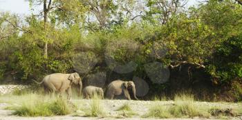 Royalty Free Photo of Elephants Going in the Forest