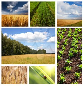 Royalty Free Photo of a Field Collage