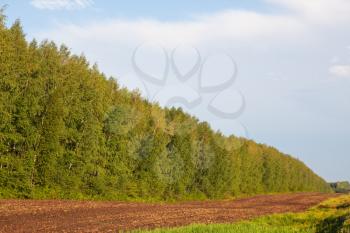 Royalty Free Photo of a Forest and Field