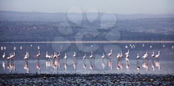 Royalty Free Photo of Flamingos