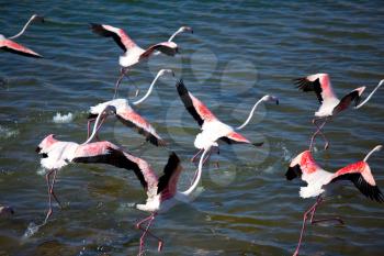 Royalty Free Photo of Flamingos