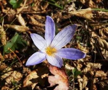 Royalty Free Photo of a Crocus