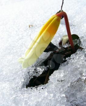 Royalty Free Photo of a Flower in the Snow