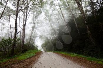 Royalty Free Photo of a Road Through a Misty Forest