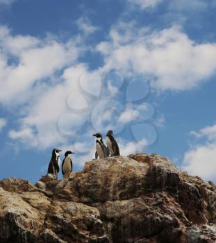 Royalty Free Photo of Penguins on a Rock