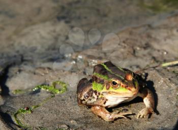 Royalty Free Photo of a Frog