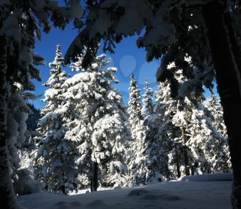 Royalty Free Photo of a Forest in Winter