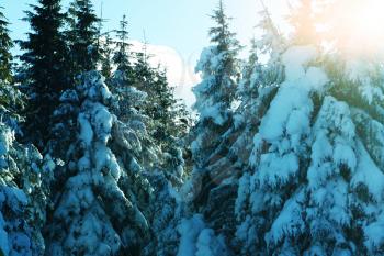 Royalty Free Photo of a Forest in Winter