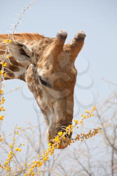 Royalty Free Photo of a Giraffe in the Savannah