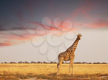 Royalty Free Photo of a Giraffe 