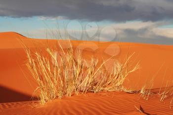 Royalty Free Photo of Grass in a Sand Desert