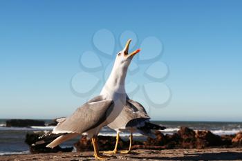 Royalty Free Photo of seagulls