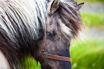 Royalty Free Photo of a Horse on in the Faroe Islands