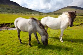 Royalty Free Photo of Horses in the Faroe Islands
