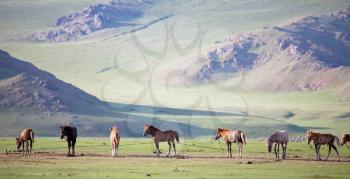 Royalty Free Photo of Horses in the Mountains