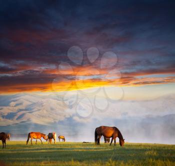 Royalty Free Photo of Horses at Sunset in the Mountains