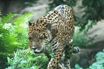 Royalty Free Photo of a Jaguar