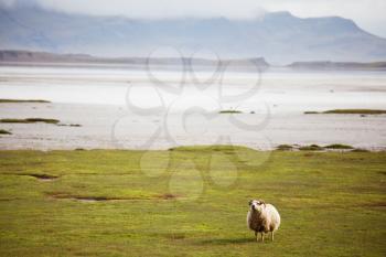 Royalty Free Photo of a Sheep in Iceland