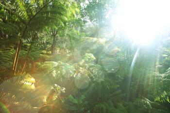 Royalty Free Photo of a Rain Forest in Hawaii