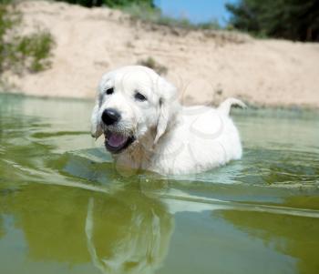 Royalty Free Photo of a Golden Retriever Puppy Swimming