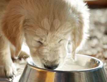 Royalty Free Photo of a Golden Retriever Puppy Drinking