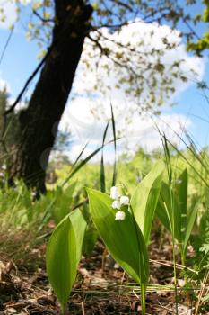 Royalty Free Photo of a Lily of the Valley
