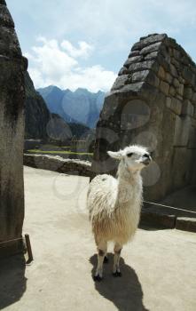 Royalty Free Photo of a Llama in the Ruins of Machu-Picchu