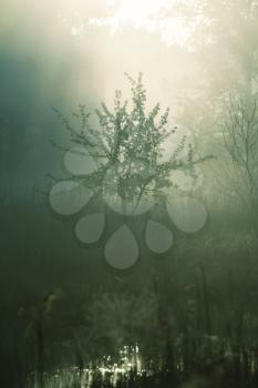 Royalty Free Photo of a Misty Forest