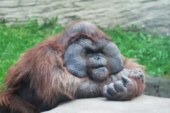 Royalty Free Photo of a Orangutan