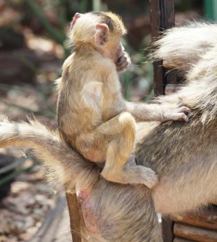 Royalty Free Photo of a Baby Monkey on it's Mother's Back