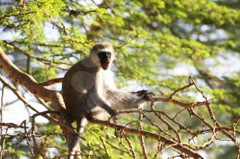 Royalty Free Photo of a Monkey Sitting in a Tree