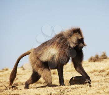 Royalty Free Photo of a Gelada Monkey in Ethiopia