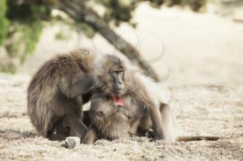 Royalty Free Photo of Gelada Monkeys in Ethiopia