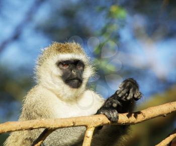 Royalty Free Photo of a Monkey in Ethiopia