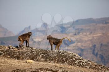 Royalty Free Photo of Gelada Monkeys in Ethiopia