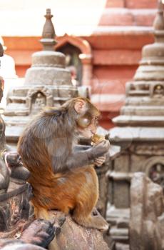 Royalty Free Photo of a Monkey in a Buddhist Temple