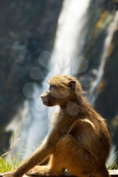 Royalty Free Photo of a Monkey Sitting By Victoria Falls