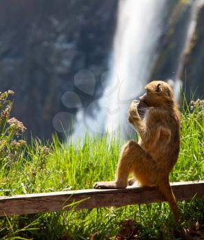 Royalty Free Photo of a Monkey Sitting By Victoria Falls
