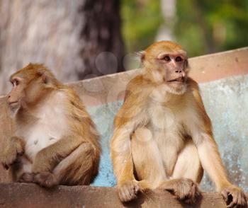 Royalty Free Photo of Monkeys