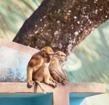Royalty Free Photo of Monkeys in Nepal