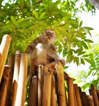 Royalty Free Photo of a Monkey in Thailand