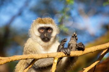 Royalty Free Photo of a Monkey in Ethiopia