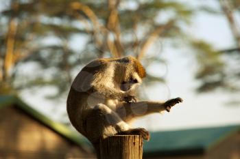 Royalty Free Photo of a Vervet Monkey