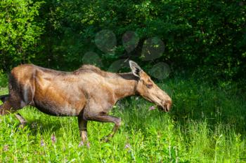 Royalty Free Photo of a Moose
