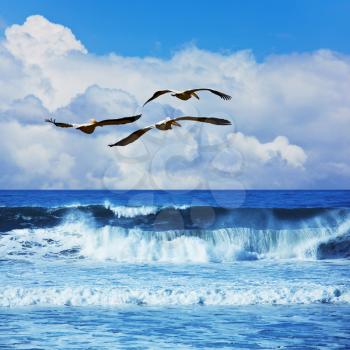 Royalty Free Photo of Birds and the Ocean
