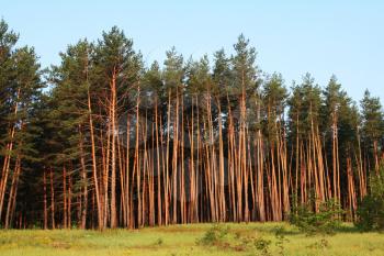 Royalty Free Photo of a Pine Forest