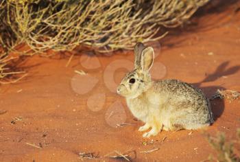 Royalty Free Photo of a Rabbit